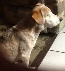 Texas Animal Cruelty Laws – Personal Injury and Criminal Defense Texas Animal Cruelty Laws – Personal Injury and Criminal Defense