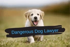 Dangerous Dog Lawyer